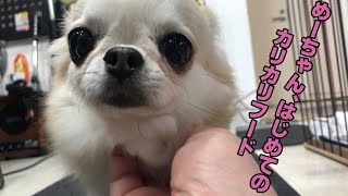 【保護犬めーちゃんのごはん】[ASMR]「はじめてのカリカリフード」