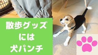 【ビーグル🐶セブ】犬パンチ始めました✊