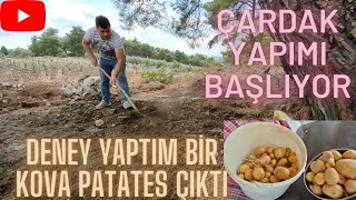 ÇARDAK YAPIMI BAŞLIYOR! PATATES YETİŞMEZ DENİLEN TOPRAKLARDA BAKIN NASIL YETİŞTİRDİM.