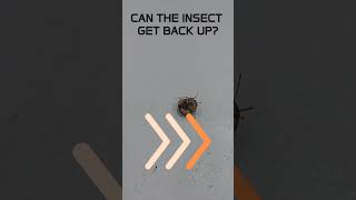 The insect need helps ? Can it do it? #insects #funny #viralvideo #trending #fyp #shorts #short