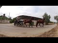 tandemfahren mit pferden two horse tandem