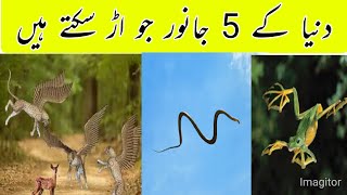 Top 5 unusual Animals that can fly I Flying mammals that actually fly I Factfull Tv
