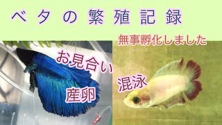 ベタ繁殖記録-お見合い・混泳・産卵・孵化-