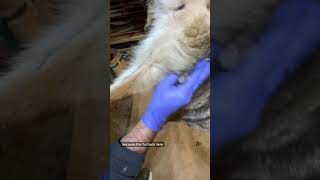 Case skinning: the first cut