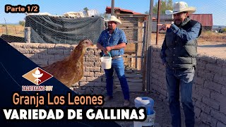 ASÍ NACE GRANJA LOS LEONES gallinas ponedoras, de rancho y de ornato