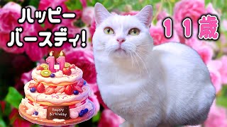 白猫ラムが11歳の誕生日を迎えました！