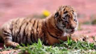 DBC數碼電台【圖看天下】東北虎駕到 Cute Siberian Tiger Cub