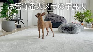 【犬のお留守番】一人でも頑張る愛犬の姿に胸が締め付けられました…【ミニピン】