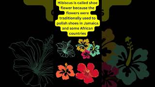 Why hibiscus is called shoe flower??#shorts