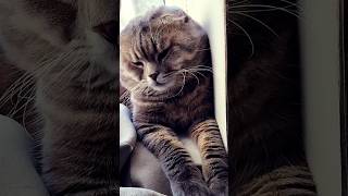 Інколи мені самотньо. Sometimes I'm alone #україна #cat #shorts