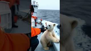 The lost polar bear reunited with her mom