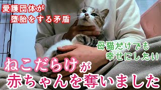 【堕胎】【母猫保護】赤ちゃんを7匹奪ってしまいました。この子だけでも幸せな家猫にしたいと思います。