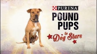 Purina Pound Pups to Dog Stars Ep2