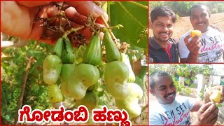 ಸ್ನೇಹಿತರೆ ನೀವು ಈ ಹಣ್ಣನ್ನು ತಿಂದಿದ್ದೀರಾ.. ಗೋಡಂಬಿ ಹಣ್ಣಿನ ರಸ ಸರಾಯಿ ಕಿಂತ ಕಿಕ್ಕು ಜಾಸ್ತಿ😋