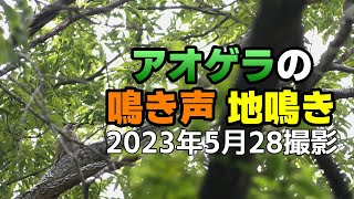 鳥・キツツキ アオゲラ の 鳴き声（地鳴き）2023年5月28日撮影