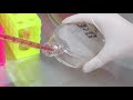 msu cell biology bio320 lab 1 cell culturing video 5