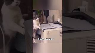 The curious cat #catvideos #funnyvideo #funny