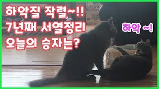 (eng) 하악질 하며 서열정리 하고 있는 고양이들, 형제의 난. 그만 싸우고 사이좋게 지내길 바래..