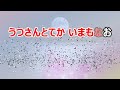 【カラオケ】荒城の月　日本の童謡 唱歌　作詞：土井晩翠　作曲：瀧廉太郎