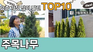 가장 많이 팔린 주목나무 추천 Top10!