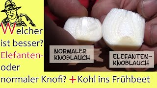 TEST: Elefantenknoblauch vs. normaler Knoblauch