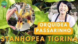 Orquídeas curiosas: Stanhopea tigrina, a orquídea passarinho - muda e planta entouceirada