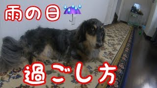 雨の日はお家でお散歩しはじめるミックス犬くう