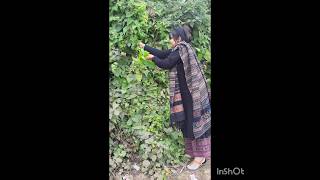 দারুন একটি গাছ সংগ্রহ কোরলাম#gardening #plants #shorts #youtubeshorts