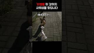 강아지 산책시. 10명중 8명이 하는 실수