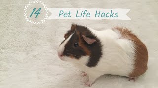 PET LIFE HACKS | ft. Sniff The Hamster