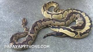 Ball Python Morph Update: Clown