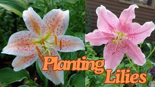 How to Grow Gorgeous Lilies from Bulbs! 🌺  Planting Lily Bulbs in the Garden! 🌸🌼