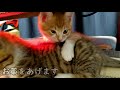 ４【保護猫】血尿のその後…【まめかん】