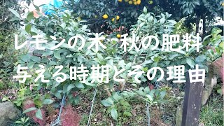 レモンの木の秋肥を与える時期と理由