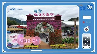 [강원365]천만송이 백일홍의 향연! 평창 백일홍 축제