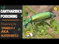 Cantharides Poisoning done by Spanish Fly | Blister Beetle| Drugs of Animal Origin | Novice Medic