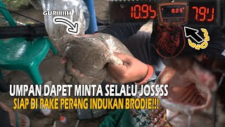 INDUKAN NYA BUKAN MAEN MAEN ❗❗  UMPAN  DAPET MINTA BIKIN TETANGGA MELONGO BRODIE 🤭🤭