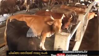 Cattle Diseases Brucellosis spread to human beings in palakkad