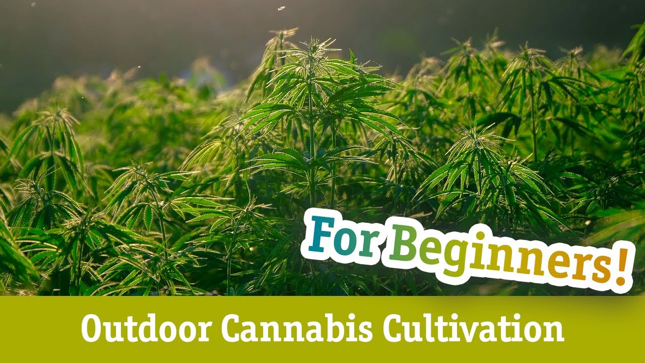 Cannabis Cultivation For Beginners - YouTube