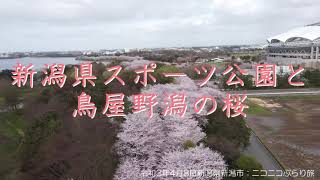 新潟県スポーツ公園と鳥屋野潟の桜