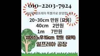 010-2203-7924 삽목 / 썸머스노우 / 위치타블루 / 썰프레아 / ﻿블루아이스 / 블루헤븐 / 골든브라반트 / 에메랄드그린 / 차이니즈스노우볼 / 오데마리 / 아나벨