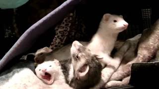 Ferrets Yawning!　あくびをするフェレット！