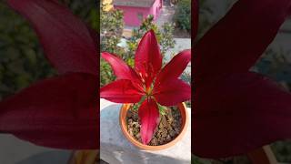 Asiatic Lily or Lilium flower plant after bloom care🌸| #shorts #youtubeshorts #garden #flowers #lily