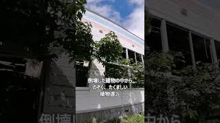 【2000年有珠山噴火遺構】とうやこ幼稚園