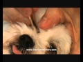 PARALYSIS TICK removal DANGEROUS DOG TICK bella PARALYSIS TICK removal DANGEROUS DOG TICK bella