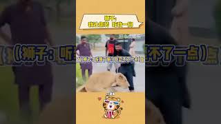 獅子：我真是忍不了，上去就給了它一下子 #獅子 #大爺就是大爺 #口出狂言