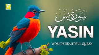 World's most beautiful Quran recitation of Surah Yasin سُوْرَۃ يٰس | Zikrullah TV