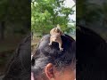 baby squirrel rescue அணில் பிள்ளை nature shortsvideo allwinjilly