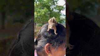 Baby Squirrel Rescue | அணில் பிள்ளை #nature #shortsvideo #allwinjilly