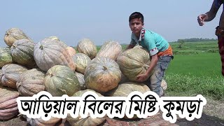 আড়িয়াল বিল এর মিষ্টি কুমড়া | Big Pumpkin in Arial Beel